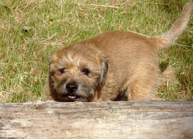 Photo de Border terrier