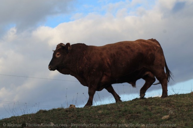 Photo de Taureau