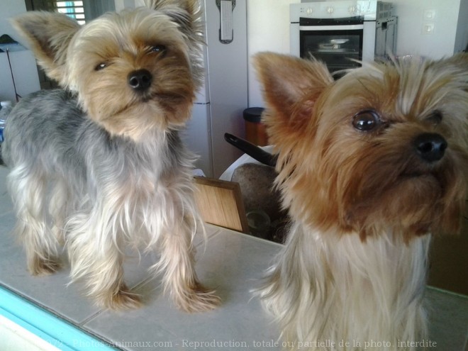 Photo de Yorkshire terrier