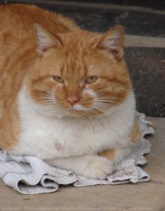 Photo de Chat domestique