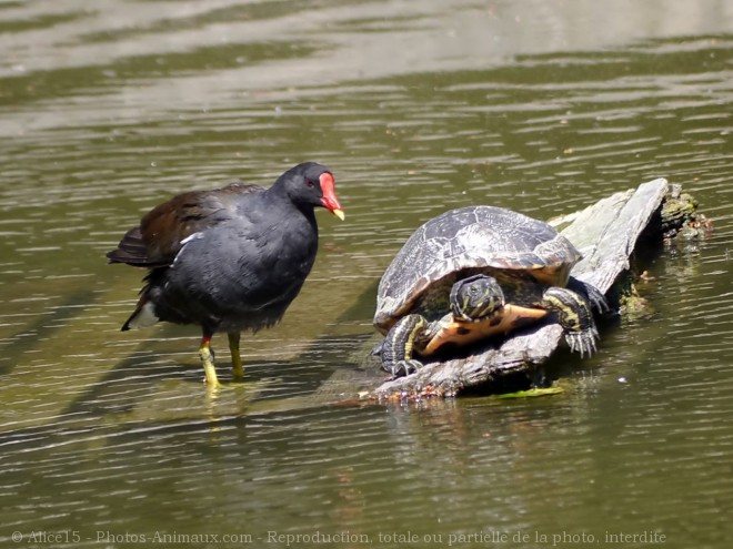 Photo de Races diffrentes