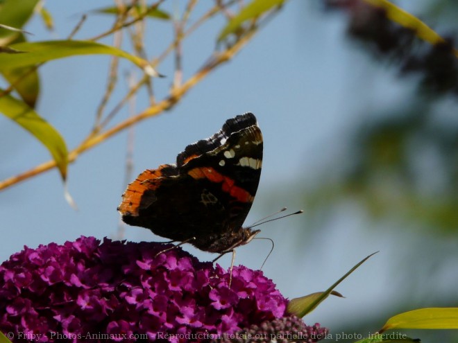 Photo de Papillon - vulcain