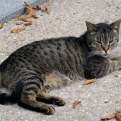 Photo de Chat domestique