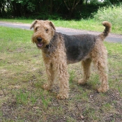 Photo d'Airedale terrier