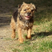 Photo de Border terrier