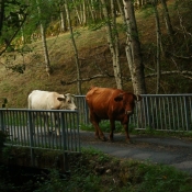 Photo de Vache