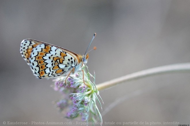 Photo de Papillon