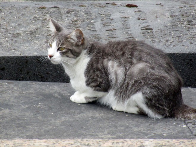 Photo de Chat domestique