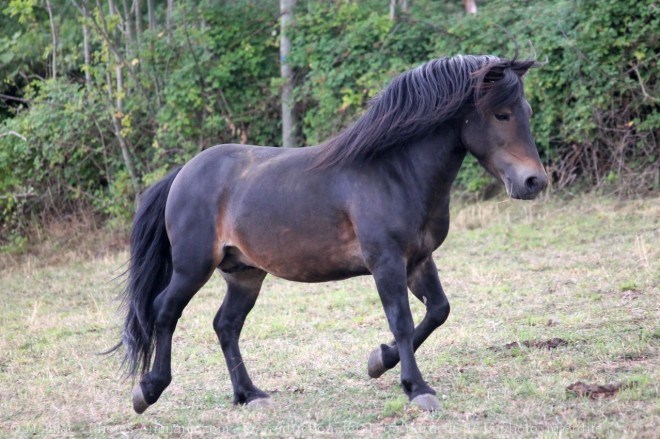 Photo de Poney (toutes races)