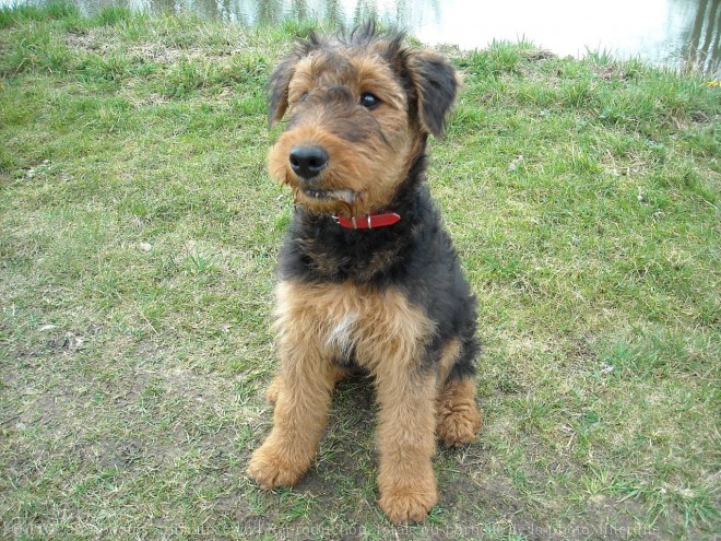 Photo d'Airedale terrier