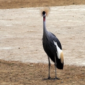 Photo de Grue couronne