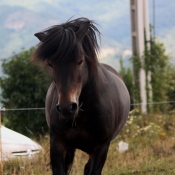 Photo de Poney (toutes races)