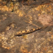 Photo de Poisson - truite