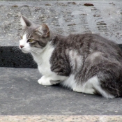 Photo de Chat domestique