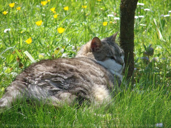 Photo de Chat domestique