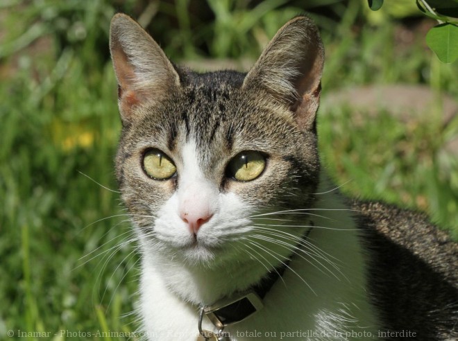 Photo de Chat domestique