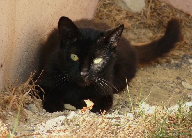 Photo de Chat domestique