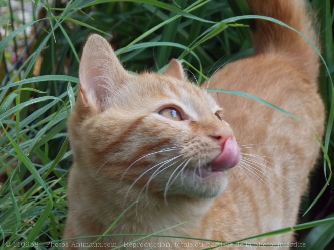 Photo de Chat domestique