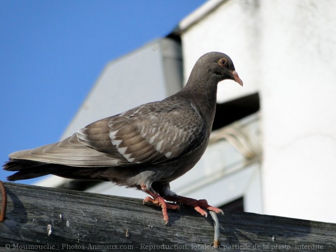 Photo de Pigeon