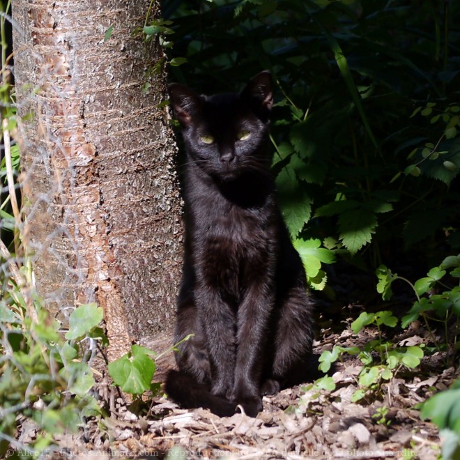 Photo de Chat domestique