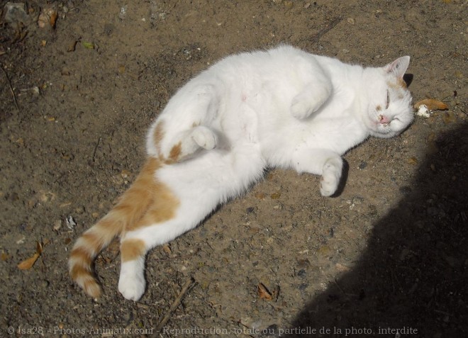 Photo de Chat domestique