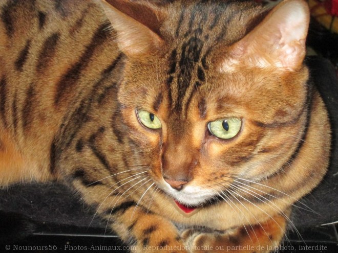 Photo de Bengal