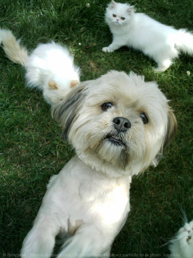 Photo de West highland white terrier