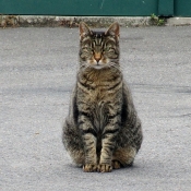 Photo de Chat domestique