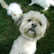 Photo de West highland white terrier