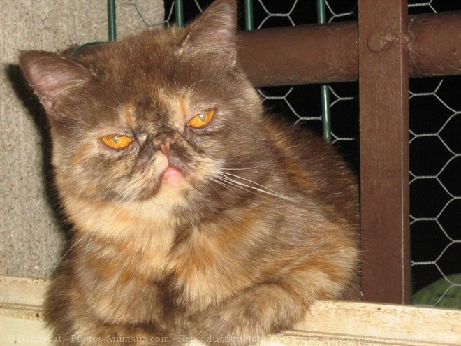 Photo d'Exotic shorthair