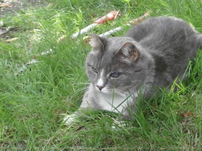 Photo de Chat domestique