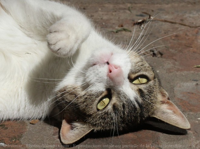 Photo de Chat domestique