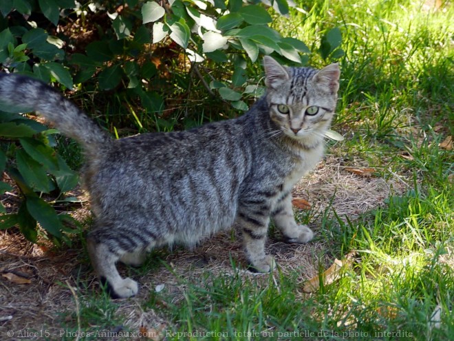 Photo de Chat domestique