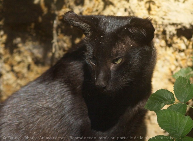 Photo de Chat des marais