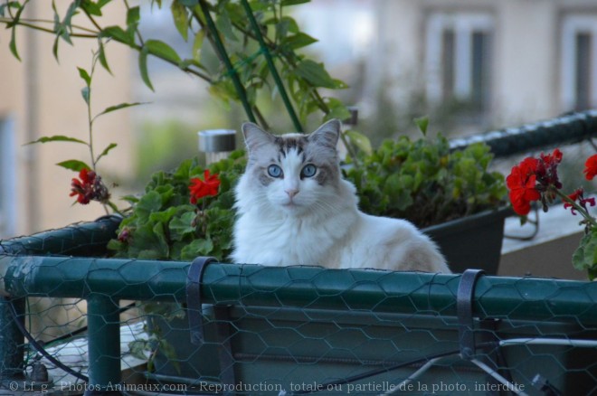 Photo de Ragdoll