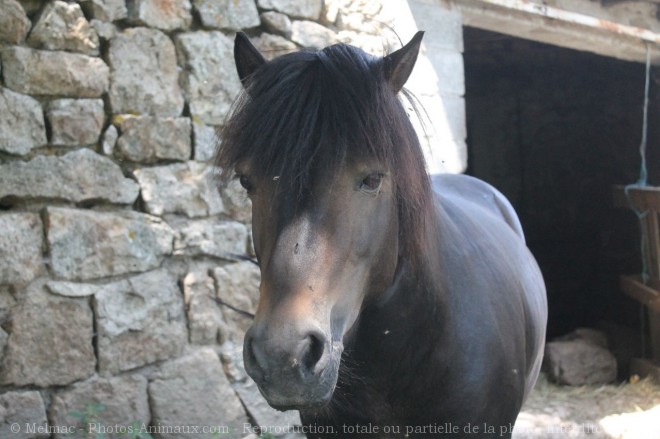 Photo de Poney (toutes races)