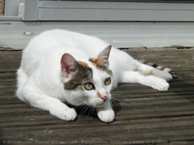 Photo de Chat domestique