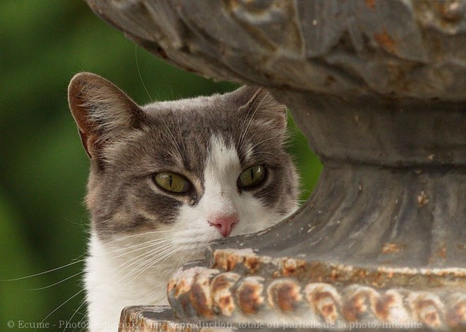 Photo de Chat domestique