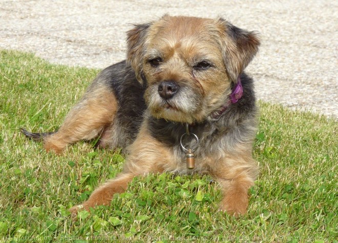 Photo de Border terrier