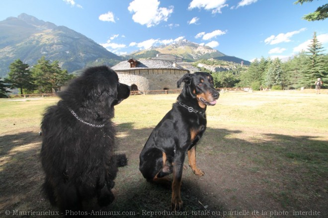 Photo de Berger de beauce