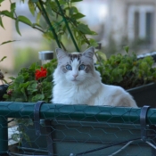 Photo de Ragdoll