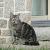 Photo de Chat domestique