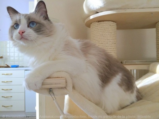 Photo de Ragdoll