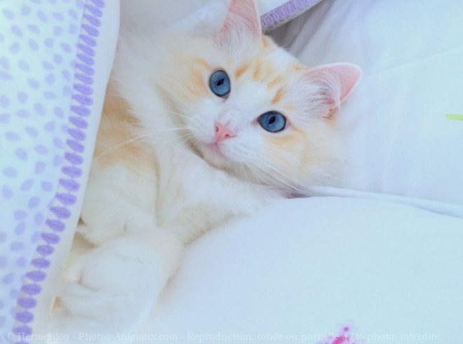 Photo de Ragdoll