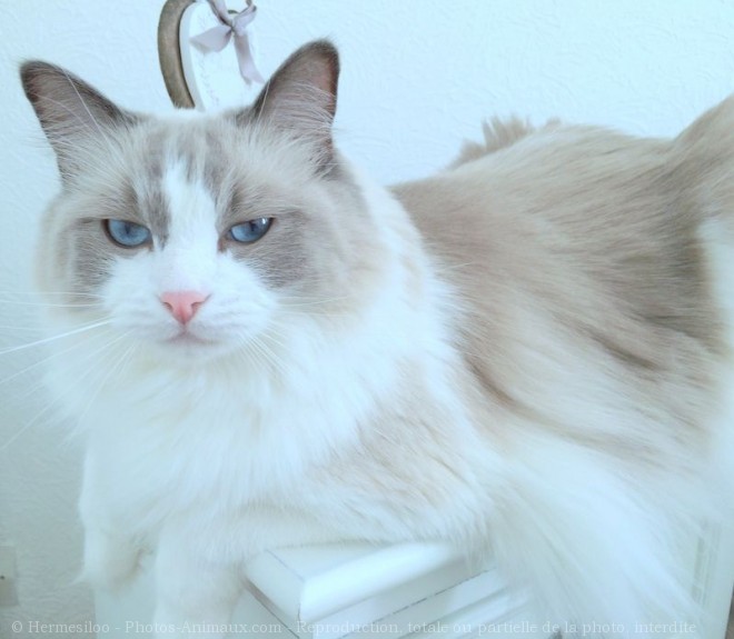 Photo de Ragdoll