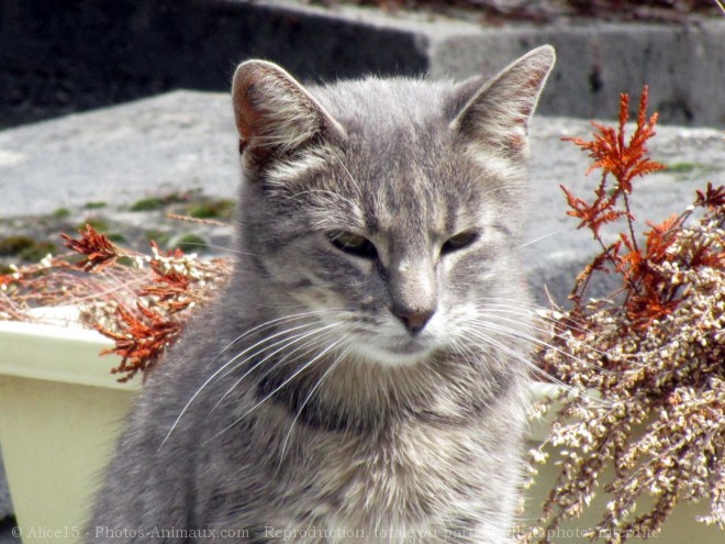 Photo de Chat domestique