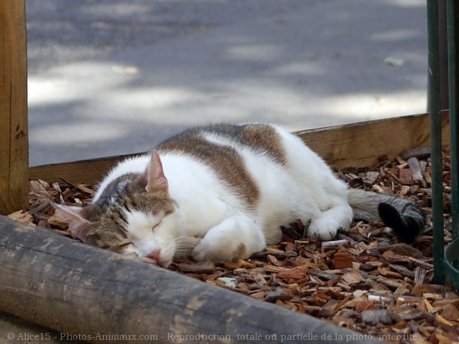 Photo de Chat domestique