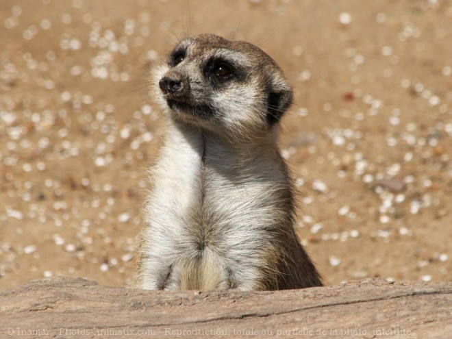 Photo de Suricate