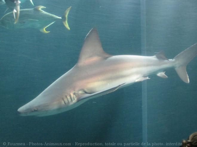 Photo de Requin