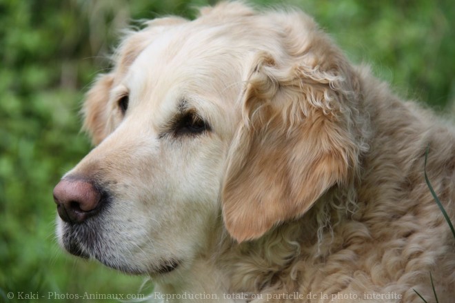 Photo de Golden retriever